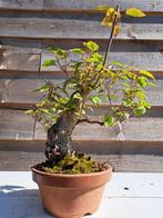 Morus alba bonsai (moerbei), collectors item - Hoogte
