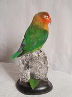 Dwergpapegaai Taxidermie volledige montage - Agapornis, Nieuw