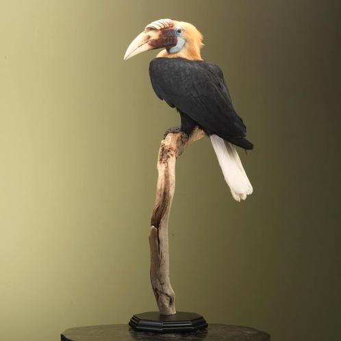 Papoea-Jaarvogel Taxidermie Opgezette Dieren By Max, Verzamelen, Dierenverzamelingen, Opgezet dier, Nieuw, Vogel, Ophalen of Verzenden