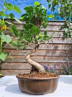 Kleinbladige ficus bonsai - Hoogte (boom): 30 cm - Diepte