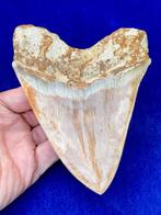 Haai - Fossiele tand - Otodus megalodon - 14.1 cm