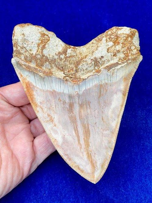 Haai - Fossiele tand - Otodus megalodon - 14.1 cm, Verzamelen, Mineralen en Fossielen