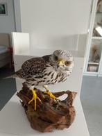 Saker valk Taxidermie volledige montage - Falco cherrug - 35, Verzamelen, Nieuw