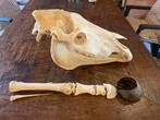 Paard Schedel van een zoogdier - Equus caballs - 31 cm - 21