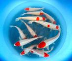 Hirasawa Marusei 28-35cm (Japanse Koi), Dieren en Toebehoren, Vissen | Vijvervissen, Karper of Koi