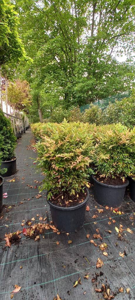 Nandina domestica Gulfstream hemelse bamboe 60-70cm XL, Tuin en Terras, Planten | Struiken en Hagen, Ophalen