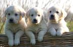 Mooie Lieve Golden Retriever pups met schriftelijke garantie, Dieren en Toebehoren, Honden | Retrievers, Spaniëls en Waterhonden
