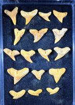 Fossiele tand - Rare set of priabonium sharks  (Zonder, Verzamelen