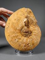 Mooi en grote ammoniet - Gefossiliseerde schelp -, Verzamelen, Mineralen en Fossielen