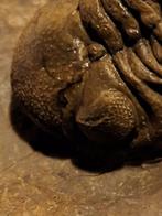 Trilobiet - Gefossiliseerd dier - Beokops stelcki (Zonder