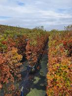 Fagus sylvatica kant en klaar haag 140-160 cm., Tuin en Terras, Planten | Struiken en Hagen, Verzenden, Beukenhaag, Haag, 100 tot 250 cm