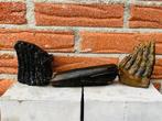 Wolharige mammoet - Fossiele kies - Mammuthus primigenius -