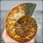 Natuurlijke zeldzame kleur Ammoliet Ammoniet Fossiel,