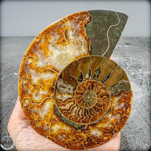 Natuurlijke zeldzame kleur Ammoliet Ammoniet Fossiel,, Verzamelen, Mineralen en Fossielen
