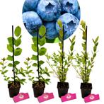 Blauwe bessen Vaccinium corymbosum + Pot 9cm 4, Halfschaduw, Verzenden