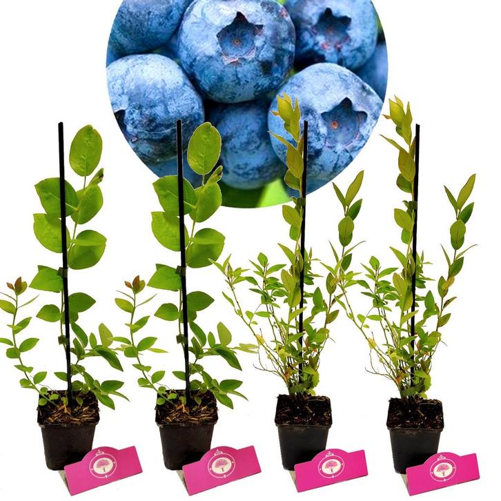 Blauwe bessen Vaccinium corymbosum + Pot 9cm 4, Tuin en Terras, Planten | Fruitbomen, Halfschaduw, Verzenden
