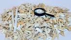 meer dan 500 stuks! 500 g echte haaientanden – ruime keuze, Verzamelen, Mineralen en Fossielen