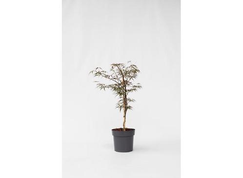 Japanse Esdoorn Garnet, Huis en Inrichting, Kamerplanten, Verzenden