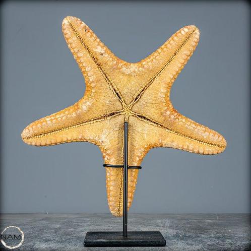Mooie zeester Asterias Rubens op stand- 316.95 g, Verzamelen, Dierenverzamelingen