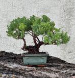 Jeneverbes bonsai (Juniperus) - Hoogte (boom): 17 cm -