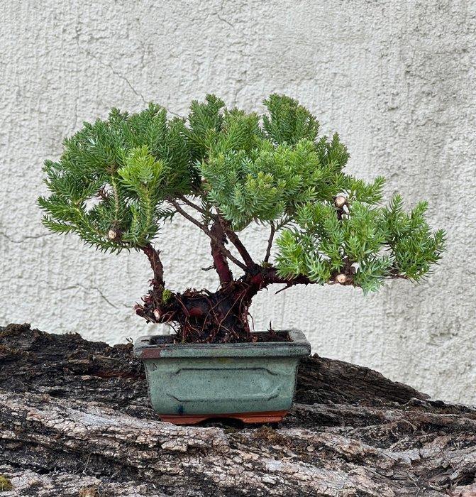 Jeneverbes bonsai (Juniperus) - Hoogte (boom): 17 cm -, Antiek en Kunst, Curiosa en Brocante