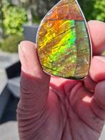 Ammoliet - Fossiel fragment - Plancenticeras meeki - 48 mm -, Verzamelen, Mineralen en Fossielen