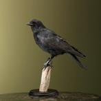 Kraai Taxidermie Opgezette Dieren By Max, Ophalen of Verzenden, Nieuw, Vogel, Opgezet dier