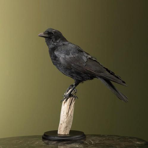 Kraai Taxidermie Opgezette Dieren By Max, Verzamelen, Dierenverzamelingen, Opgezet dier, Nieuw, Vogel, Ophalen of Verzenden