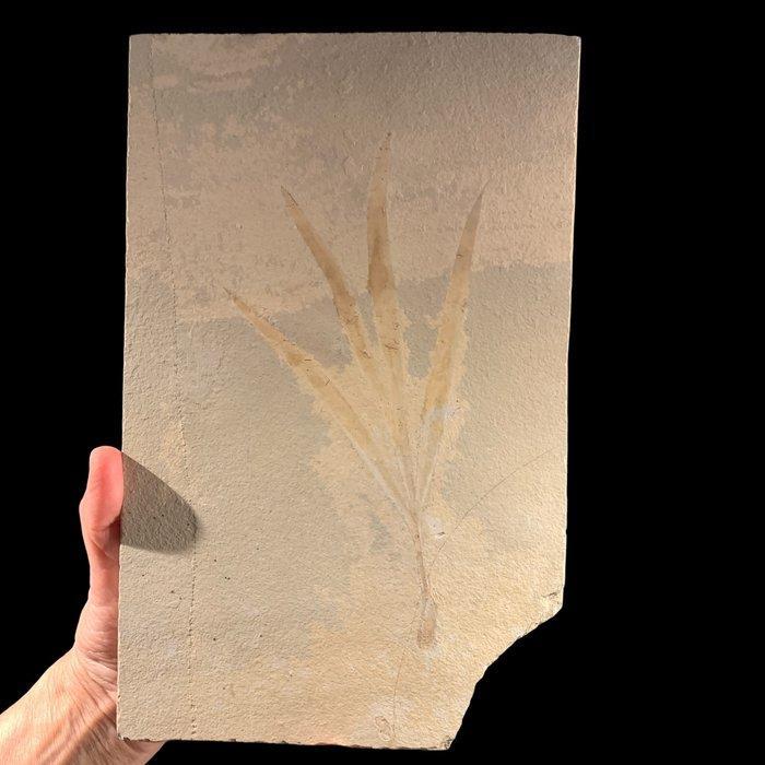 Fossiele plaatmatrix - Sapindopsis - 29 cm - 19 cm, Verzamelen, Mineralen en Fossielen