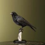 Kraai Taxidermie Opgezette Dieren By Max, Verzamelen, Ophalen of Verzenden, Nieuw, Vogel, Opgezet dier