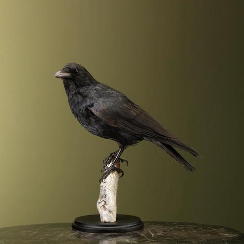 Kraai Taxidermie Opgezette Dieren By Max, Verzamelen, Dierenverzamelingen, Opgezet dier, Nieuw, Vogel, Ophalen of Verzenden