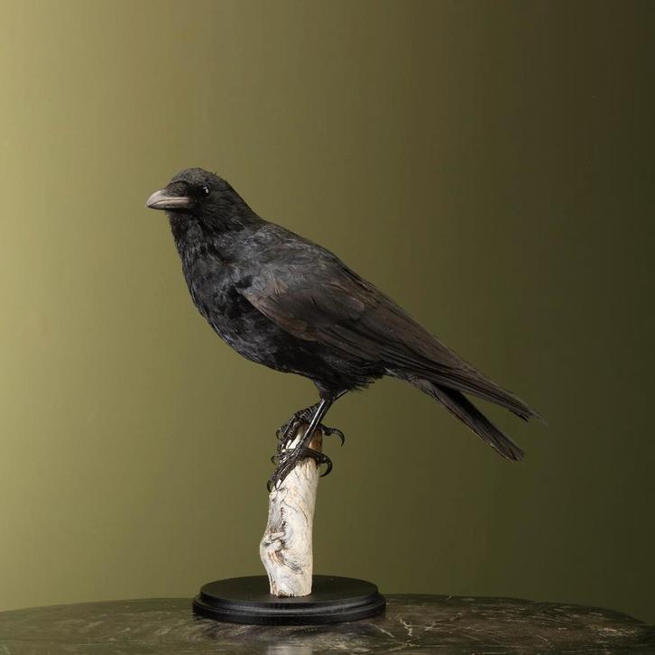 Kraai Taxidermie Opgezette Dieren By Max, Verzamelen, Dierenverzamelingen, Opgezet dier, Nieuw, Vogel, Ophalen of Verzenden