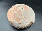 Dinosaurus - Fossiele matrix - Hadrosaurus or