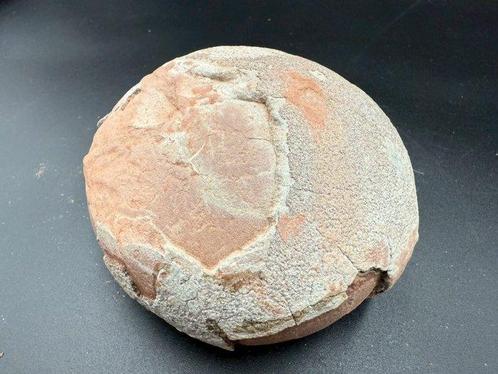 Dinosaurus - Fossiele matrix - Hadrosaurus or, Verzamelen, Mineralen en Fossielen