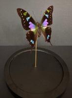 Vlinder Taxidermie volledige montage - Graphium Weiskei - 18, Antiek en Kunst, Curiosa en Brocante