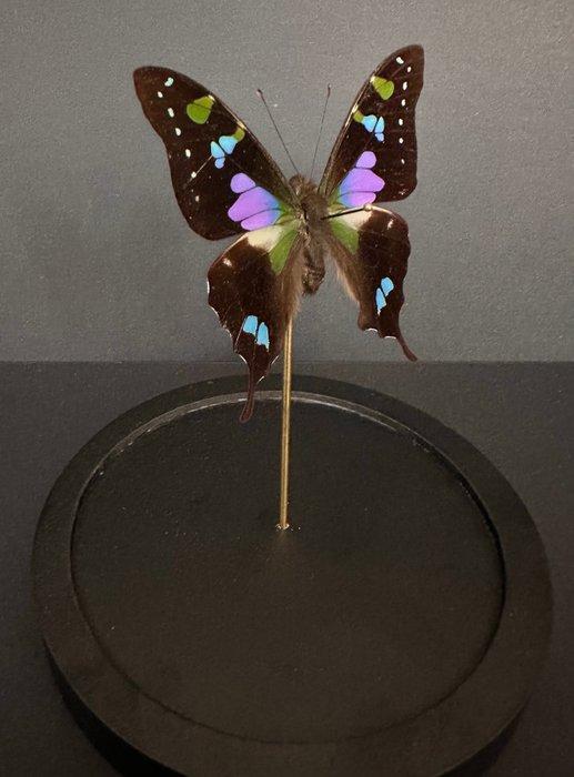 Vlinder Taxidermie volledige montage - Graphium Weiskei - 18, Antiek en Kunst, Curiosa en Brocante