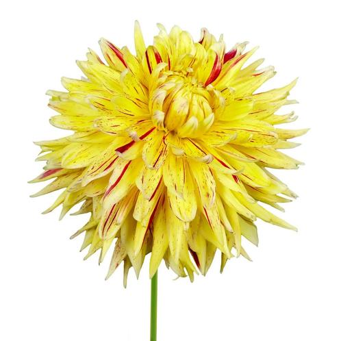 Bloembollen - 14 x Dahlia Cambridge - geel met rood, Tuin en Terras, Bloembollen en Zaden, Bloembol, Voorjaar, Volle zon, Verzenden