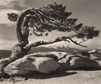 Ansel Adams (1902–1984) - Jeffrey Pine, Sentinel Dome, 1940, Antiek en Kunst