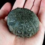 Indrukwekkende zee-egel, 53 mm!!! - Uitzonderlijke grootte