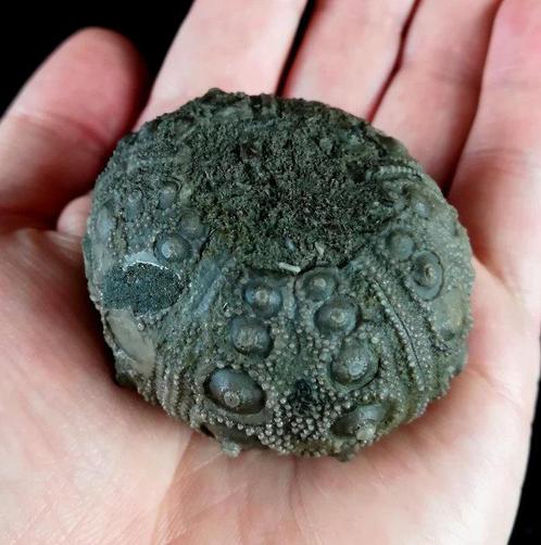 Indrukwekkende zee-egel, 53 mm!!! - Uitzonderlijke grootte, Verzamelen, Mineralen en Fossielen