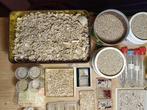 Privécollectie Foraminifera, mini-schelpen en fossiele, Verzamelen, Nieuw