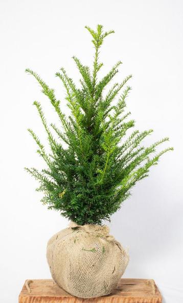 Taxus - Haagplanten - Vele soorten en maten 60 t/m 200cm beschikbaar voor biedingen