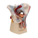 Anatomie model bekken man met organen, 7-delig, Nieuw