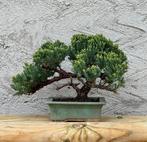 Jeneverbes bonsai (Juniperus) - Hoogte (boom): 18 cm -