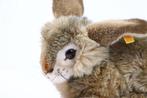 Steiff - Pop Dormy rabbit 1950 Replica - Duitsland, Antiek en Kunst, Antiek | Speelgoed