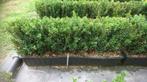 Buxus sempervirens kant en klaar haag hoogte 50-60 cm., Verzenden, Vaste plant, Overige soorten, Halfschaduw
