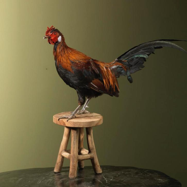 Kipje op Kruk Taxidermie Opgezette Dieren By Max, Verzamelen, Dierenverzamelingen, Opgezet dier, Nieuw, Vogel, Ophalen of Verzenden