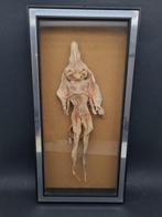 Vintage Devil Fish in houten sierframe Taxidermie, Nieuw