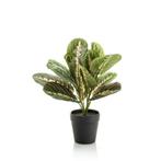 Kunstplant - Marantha Fascinator - 10 gebodenplant - 30 cm, Verzenden, Nieuw