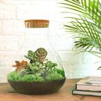 DIY terrarium - Sam XL Rood -  35 cm - Normal, Verzenden